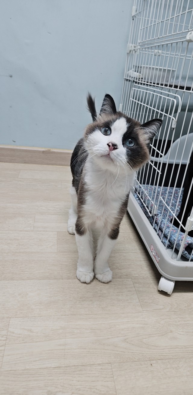 보호중 믹스묘의 가…